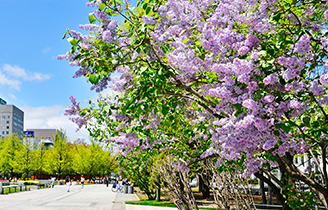 さっぽろライラック祭り